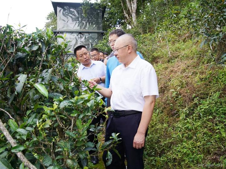 朱家伟在勐腊县调研茶产业发展和农民增收情况时强调：