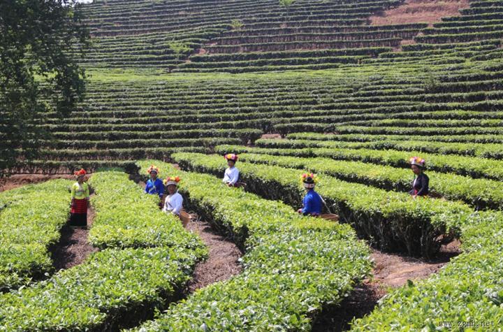 我为云南新地标点赞 | 西双版纳这个万亩茶园，从一片