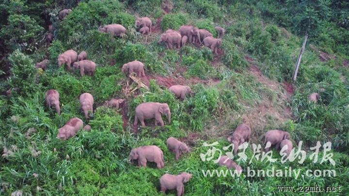 西双版纳30多头野生亚洲象罕见同框觅食