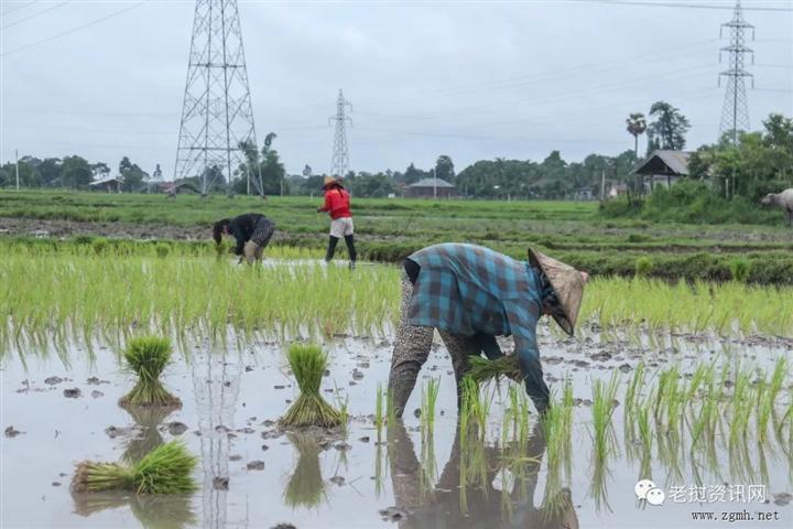 老挝有超过 100 万人遭受粮食不安全