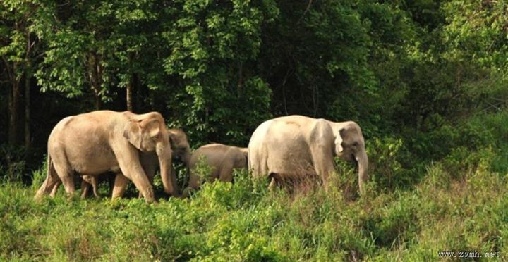 老挝当局签署资助协议以支持保护亚洲象与濒危树种