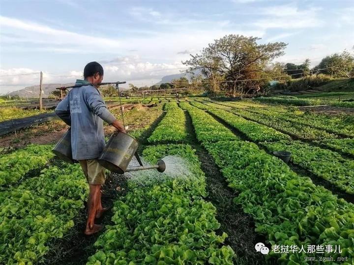 【讨论】不依赖进口，老挝该如何保障粮食安全？看看当地人怎么说...