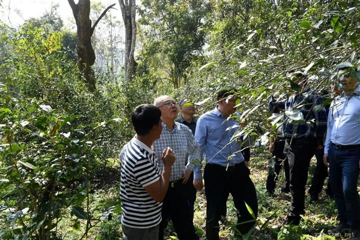朱家伟在勐腊县调研时强调：坚持目标导向 高质量推进古茶山一二三产融合发展