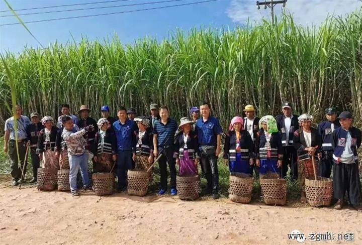 中国用20年的时间扶植起了老挝的甘蔗产业，带动了一批老挝农民脱贫致富