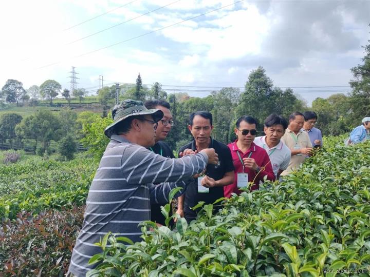 “澜湄流域茶农跨境实地调研与交流”活动在普洱举办