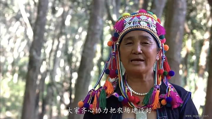 从“文盲”到劳模：沙忠，在边城勐腊的胶林里绽放民族团结之花            勐腊发布     