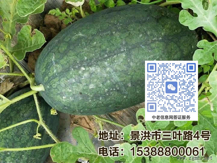 本合作社主营西瓜香蕉等各种水果热带水果本合作社主营西瓜香蕉等各种水果热带水果本合作社主营西瓜香蕉等各种水果热带水果本合作社主营西瓜香蕉等各种水果热带水果本合作社主营西瓜香蕉等各种水果热带水果