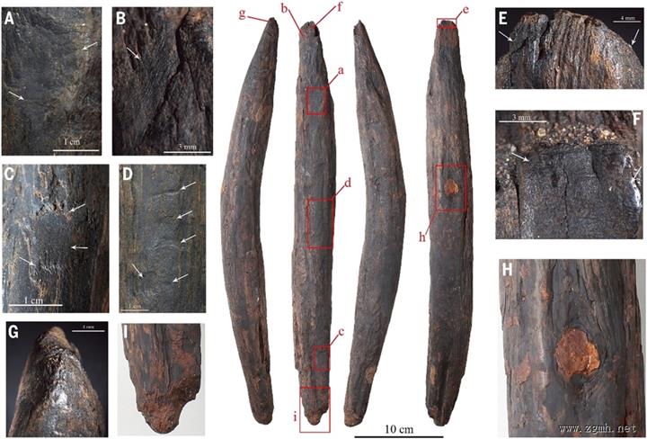 30万年前的木器—云南甘棠箐遗址最新考古成果在线发表