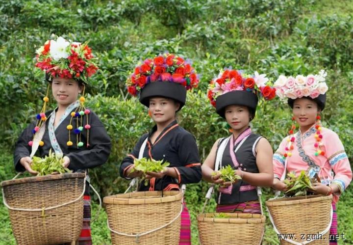 云南西双版纳：“党建红”托起“生态绿” 林下经济富边民