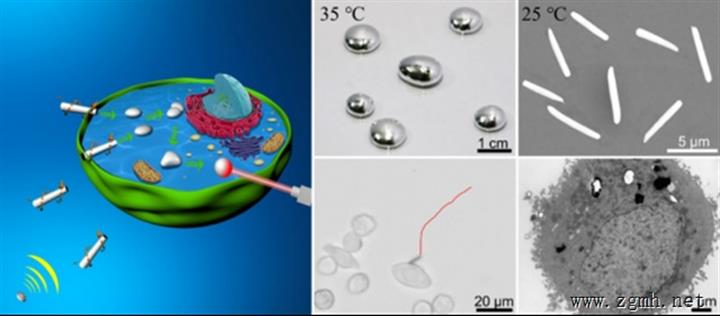 世界首例液态金属游动纳米机器研制成功