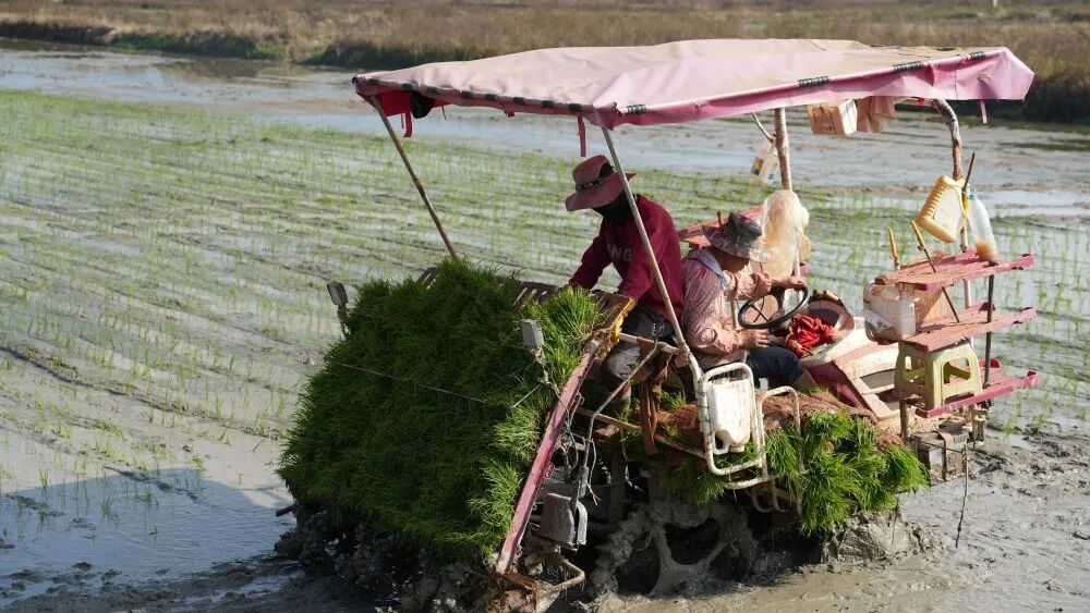 【媒体眼中的西双版纳】新华社客户端关注：耕作在充满希望的春天