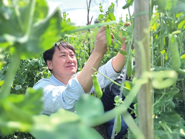 平均亩产1657.04千克 亩增产29.23% “云豌118”增绿生金富万家