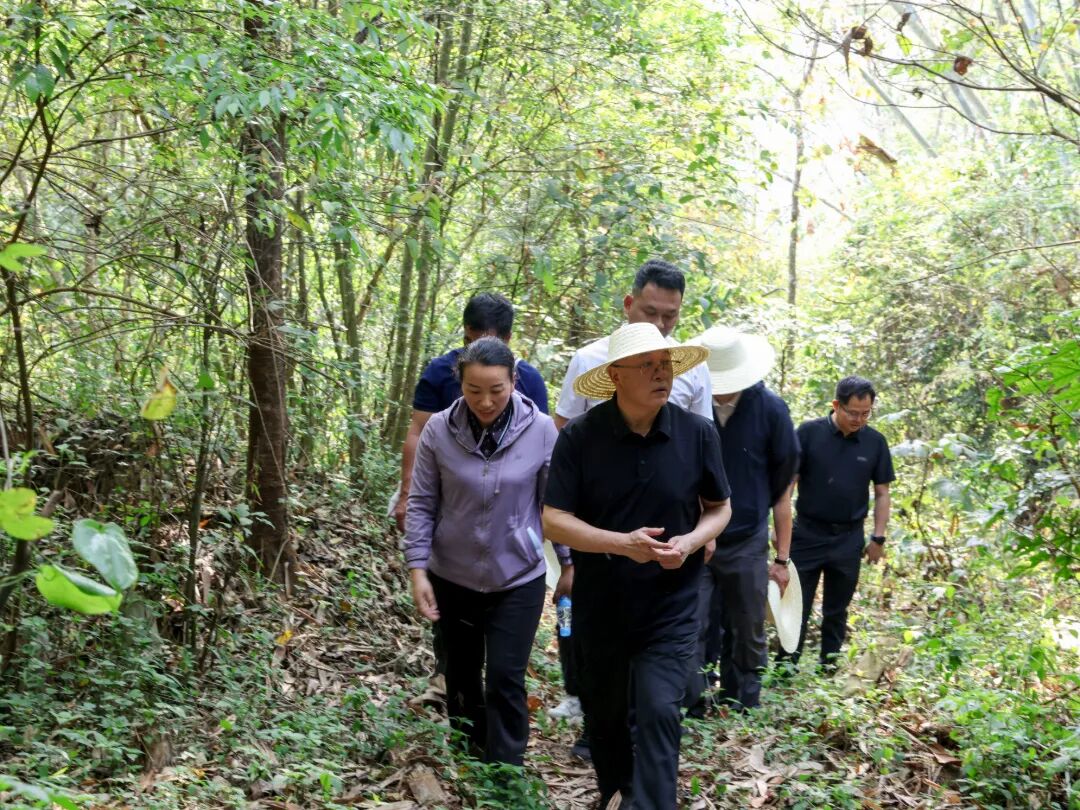 朱家伟在勐腊县调研并巡林时强调：以更高标准守护好绿水青山 千方百计拓宽农民增收致富渠道