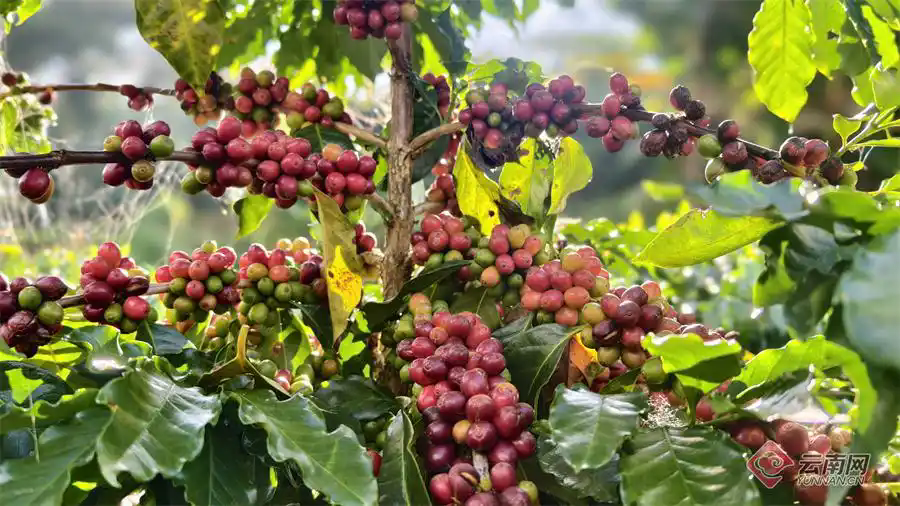 2026 年全球咖啡行业：规模稳健扩容，趋势深度重构，价值全面升级