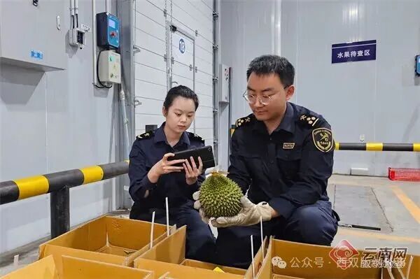 云南口岸果香飘