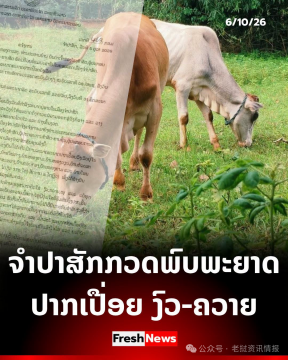 老挝占巴塞县爆发口蹄疫，畜牧业经济遭受冲击